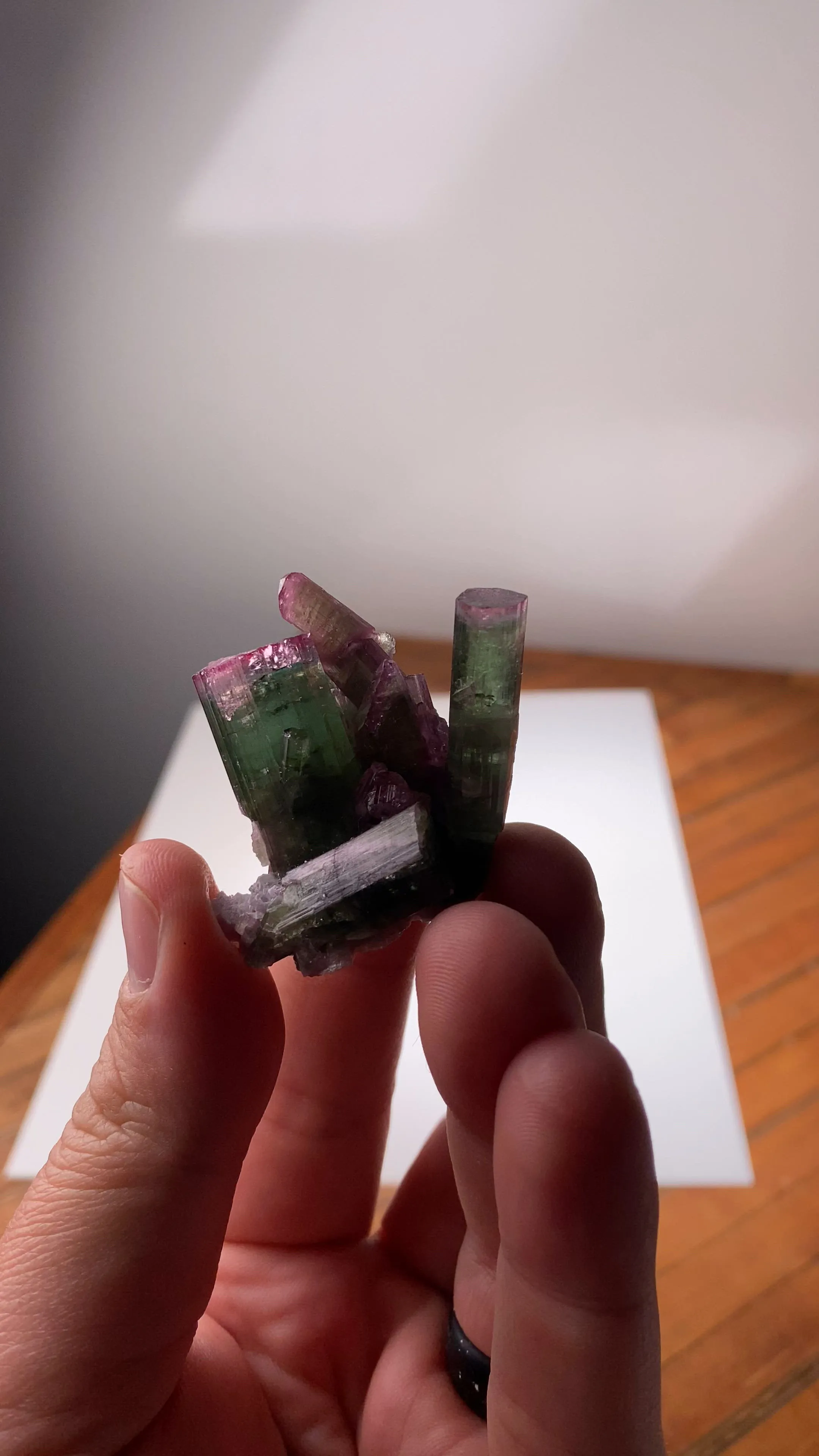 specimen video