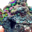 A WORLD OF COLOR IN Iron - image 2