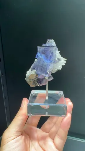 specimen video