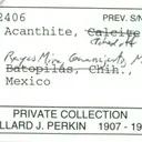 Acanthite - image 8