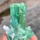 specimen video