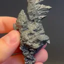 specimen video