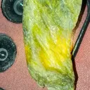 Actinolite from Gilgit, Gilgit District, Gilgit-Baltistan, Pakistan - image 3