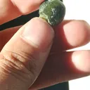 Actinolite from Gilgit, Gilgit District, Gilgit-Baltistan, Pakistan - image 3
