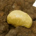 Adamite - image 5