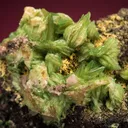 Adamite - image 2