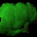 Adamite - image 3