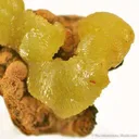 Adamite - image 2