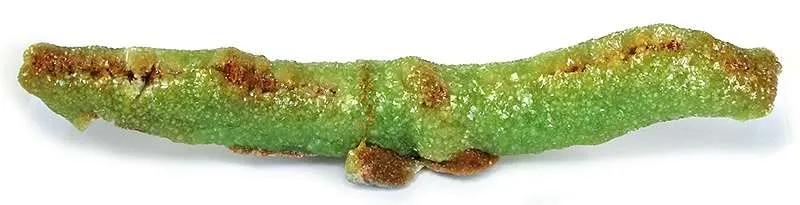 Adamite - image 2