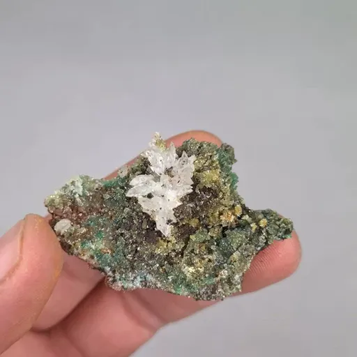specimen video