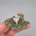 specimen video