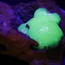 Adamite from Mexico - image 2