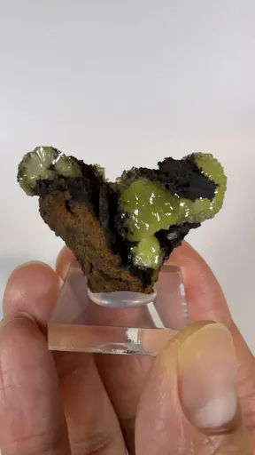 specimen video