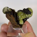 specimen video