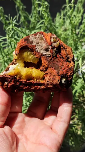 specimen video