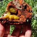 specimen video
