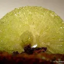 Adamite Pinwheel - image 3