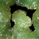 Adamite var. Cuprian - image 4