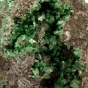 Adamite (Var: Cuprian Adamite) - image 2