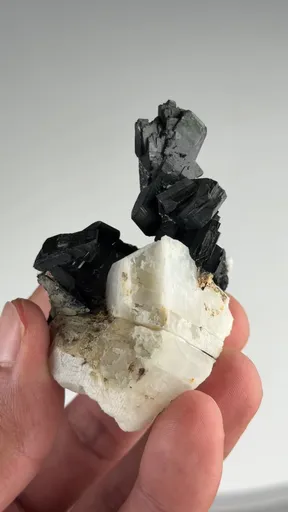 specimen video