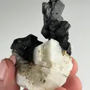 specimen video
