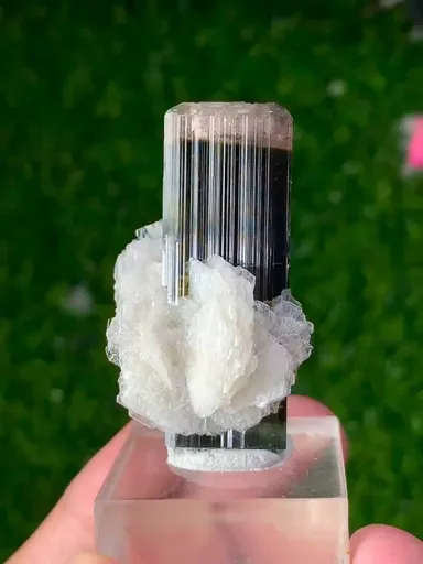 specimen video