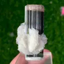 specimen video