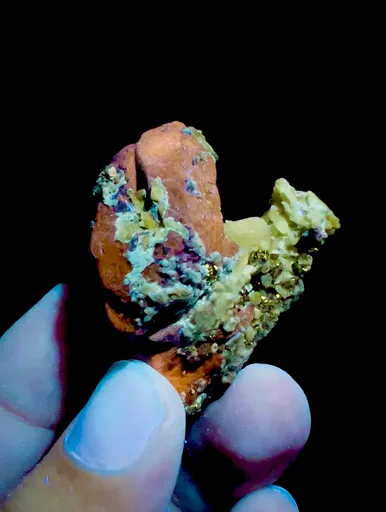 specimen video