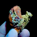 specimen video