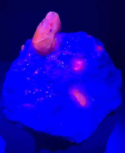 specimen video
