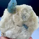 specimen video