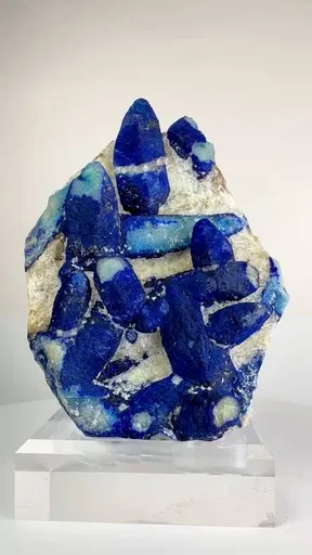 specimen video