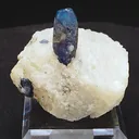 specimen video