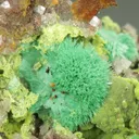 AGARDITE-Ce on Dolomite with Malachite and Duftite - image 1