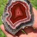 specimen video