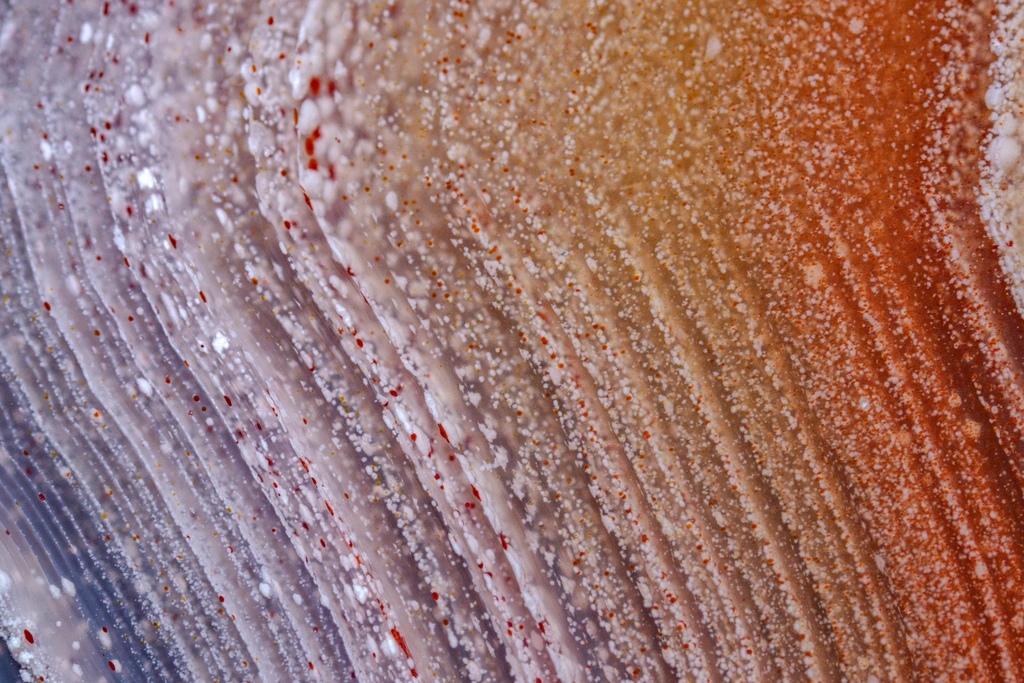 Agate from Estacion Ojo Laguna, Chihuahua, Mexico - image 4
