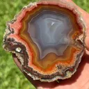 specimen video