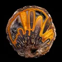 Agate from Mexico, Chihuahua, Rancho Coyamito Chihuahua - image 1