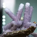 specimen video