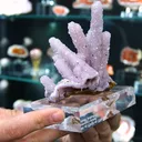 specimen video