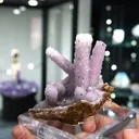 specimen video