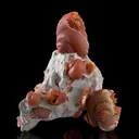 Agate Ps. Fossil Snails - image 1