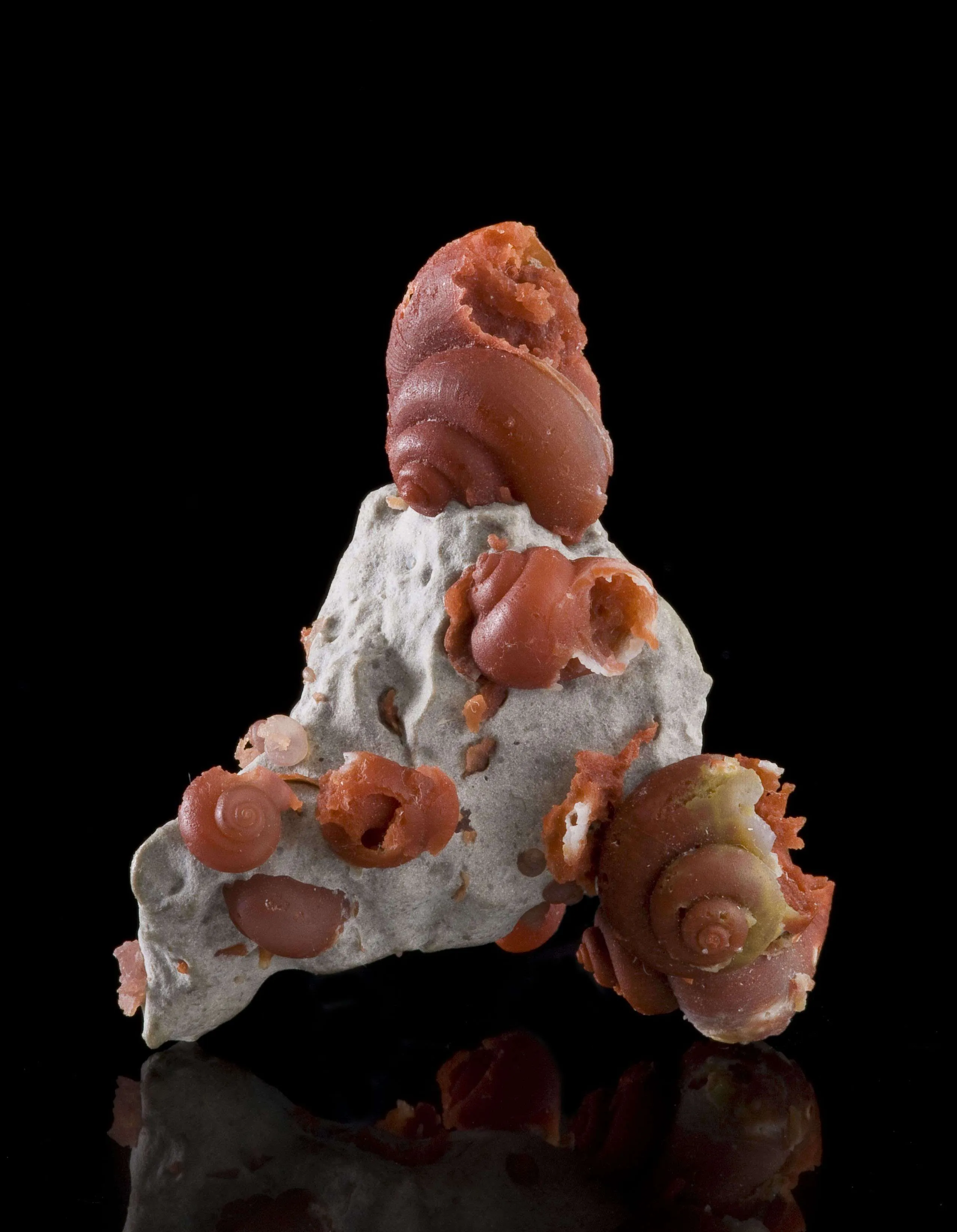 Agate Ps. Fossil Snails - image 1
