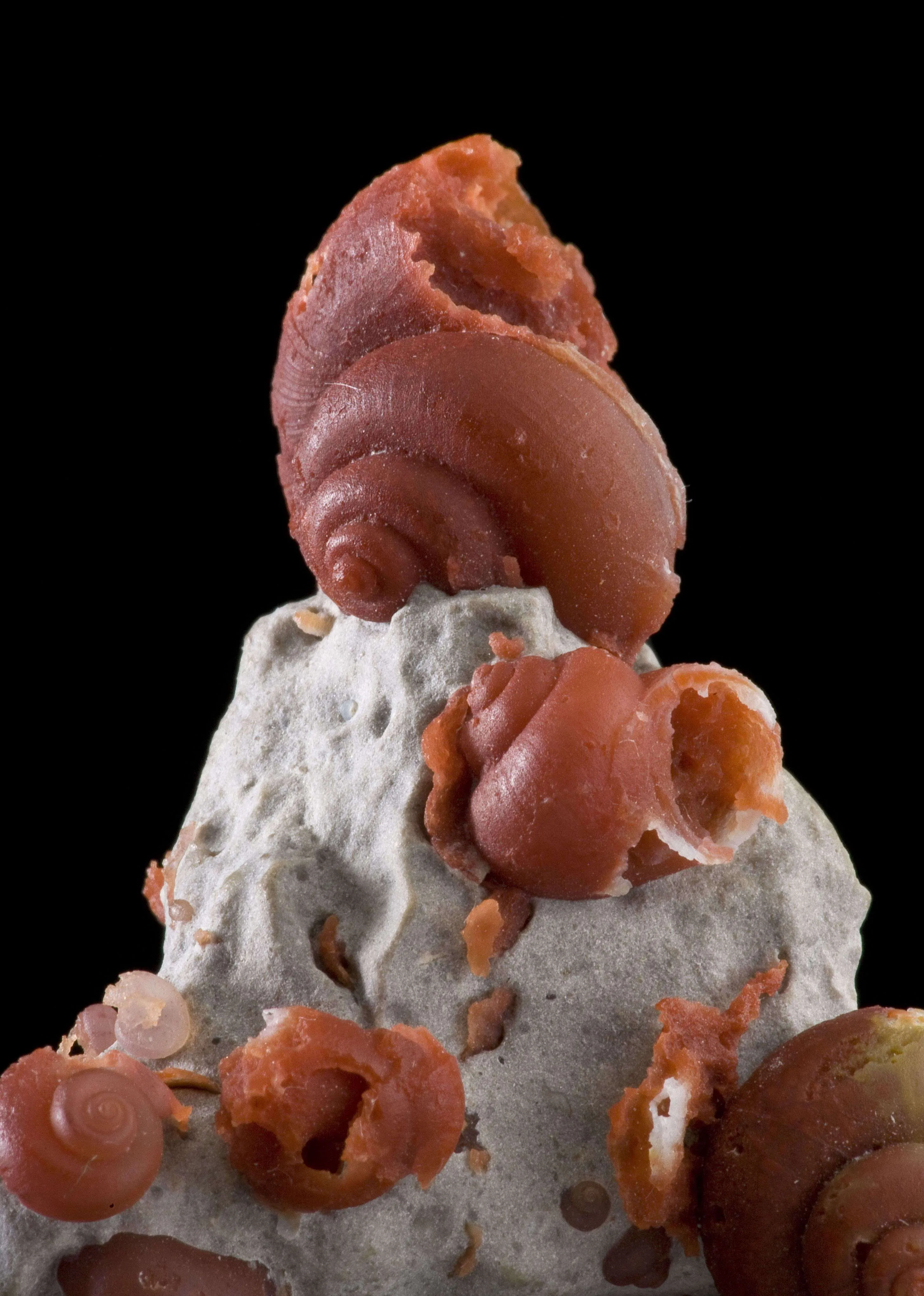 Agate Ps. Fossil Snails - image 3