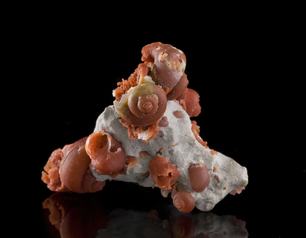 Agate Ps. Fossil Snails - image 2