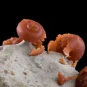 Agate Ps. Fossil Snails - image 6