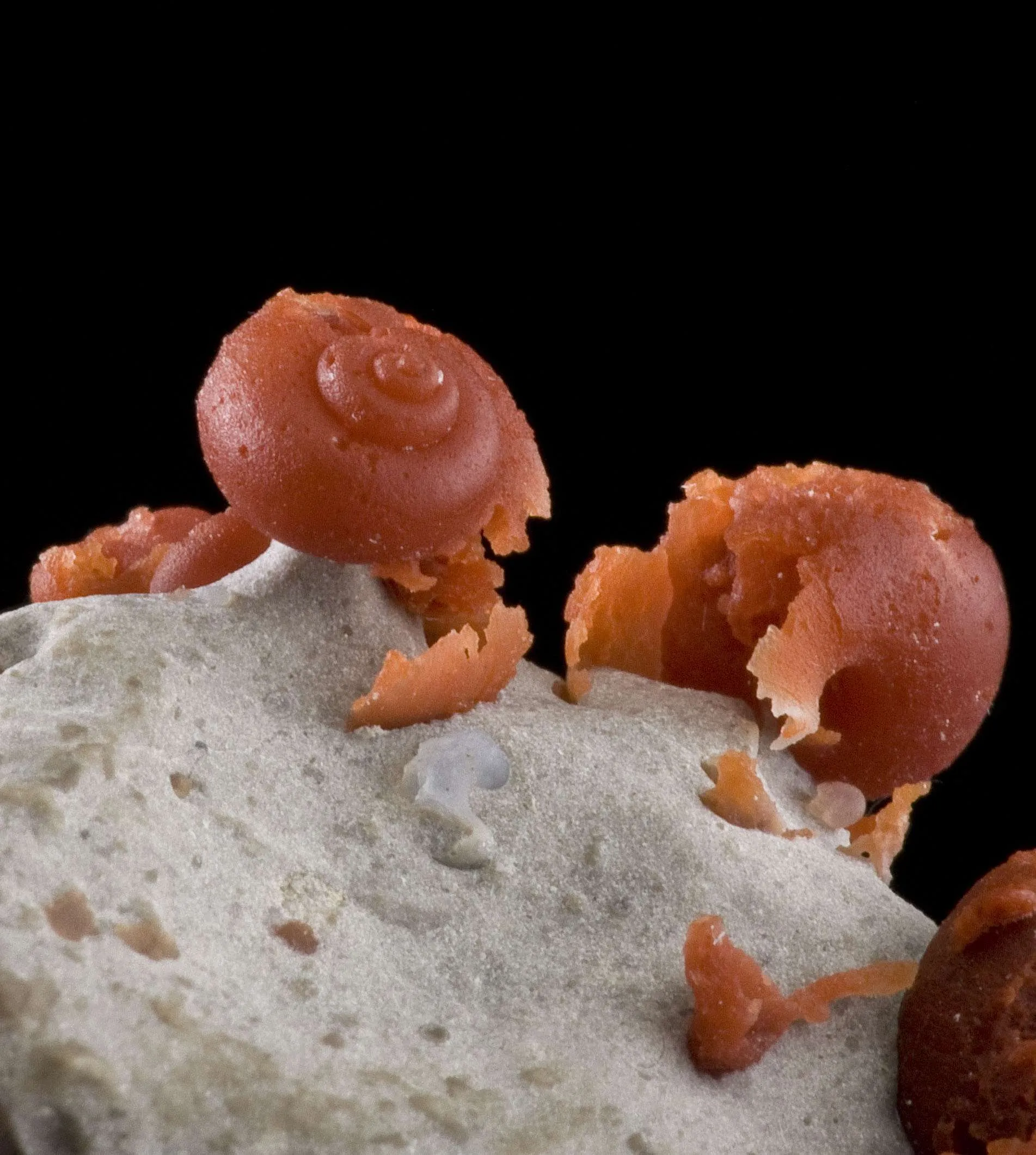 Agate Ps. Fossil Snails - image 6