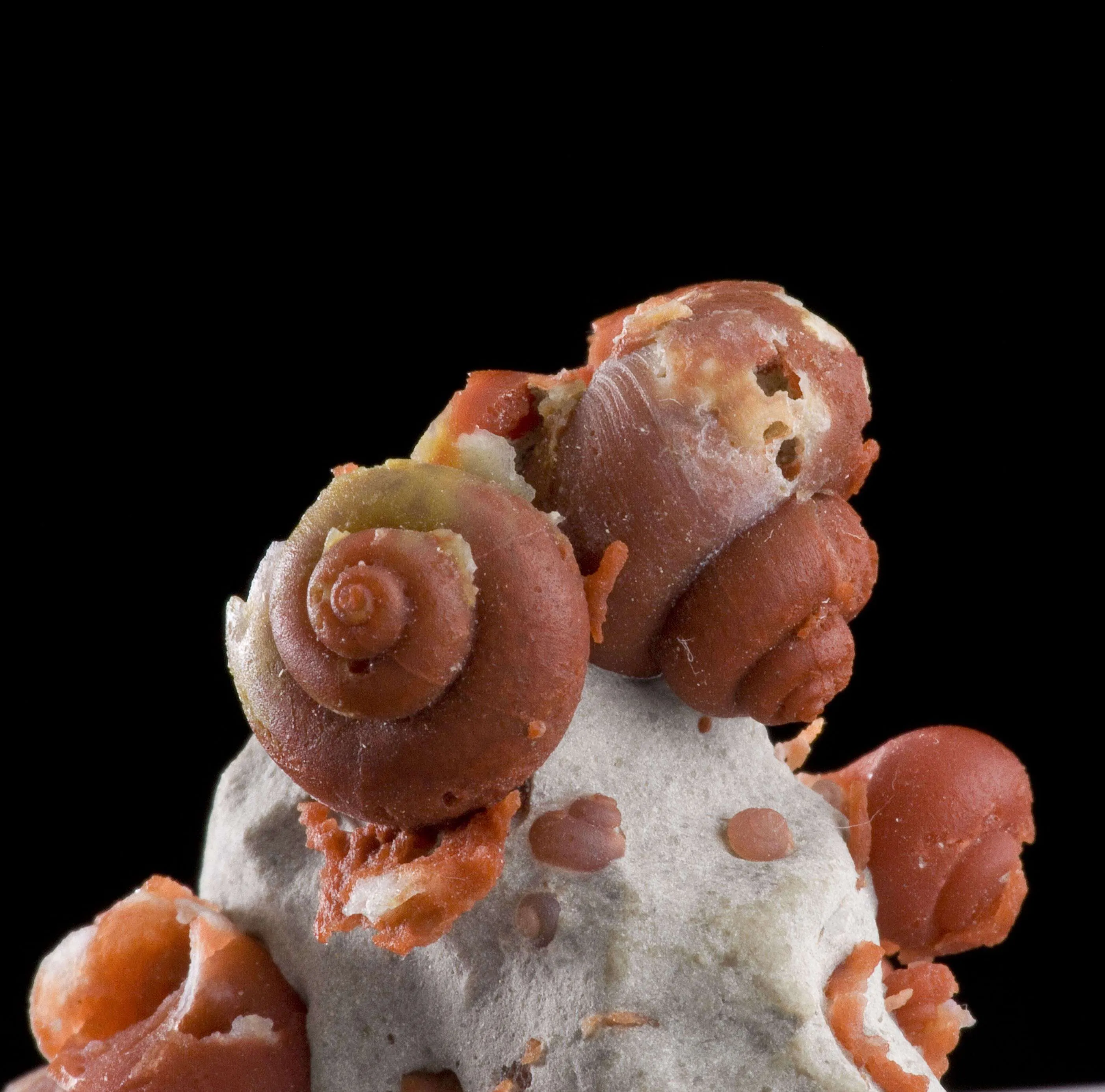 Agate Ps. Fossil Snails - image 4