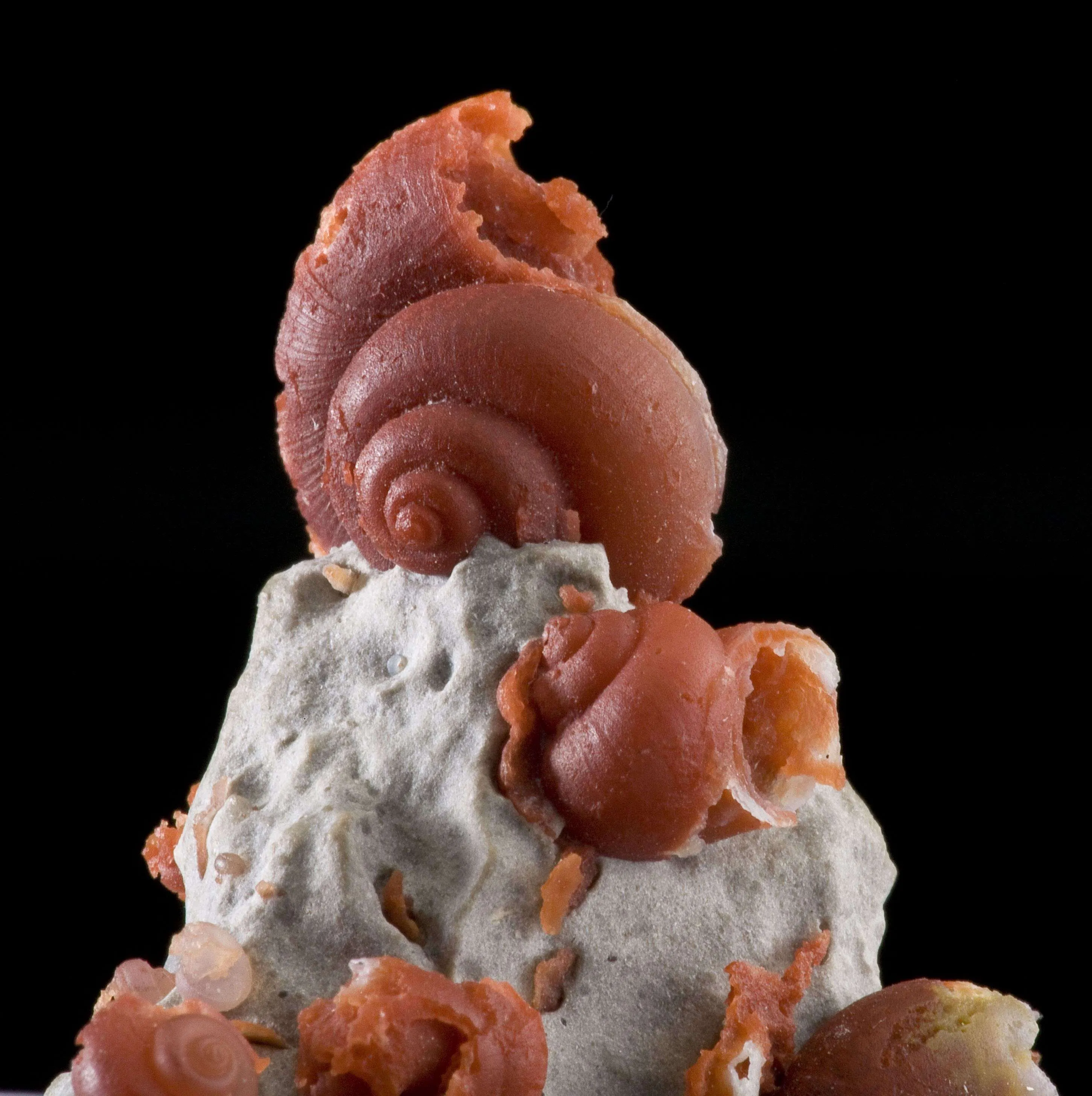 Agate Ps. Fossil Snails - image 5