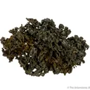 Aguilarite (Type Locality) - image 4